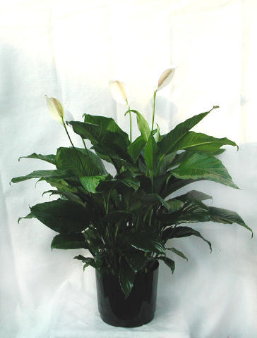 Spath Plant